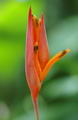 Heliconia Psittacorum